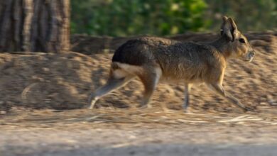 A desert oasis outside of Dubai draws a new caravan: A family of rodents from Argentina