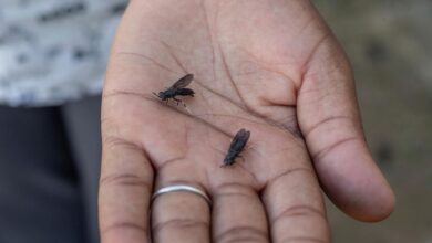 From yuck to profits: Some Zimbabwe farmers turn to maggots to survive drought and thrive