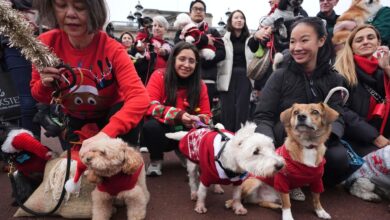 Pooches in pullovers strut their stuff at London’s canine Christmas sweater parade