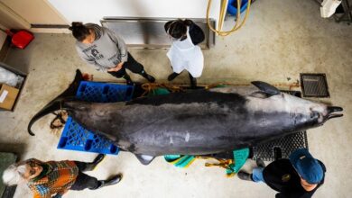 Scientists gather to decode puzzle of the world’s rarest whale in ‘extraordinary’ New Zealand study