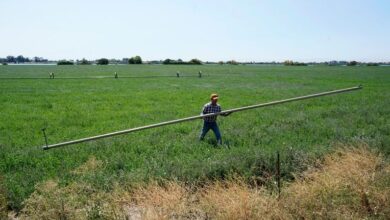 California farmers are hopeful Trump administration will deliver more water to fields