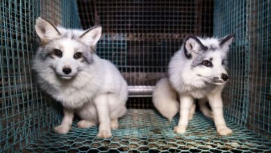 Activists release images of foxes at Finnish fur farms to push EU to ban the trade