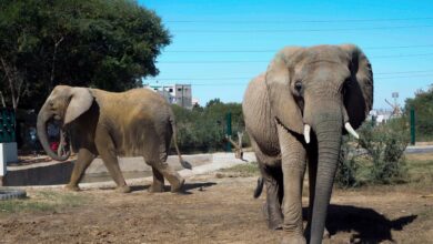 Animal welfare group says bacterial infection killed Sonia the elephant in Pakistan