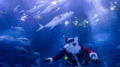 Santa Claus joins sharks for a holiday swim at a Rio de Janeiro aquarium