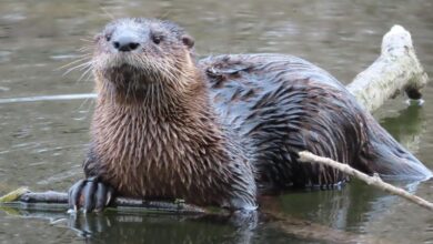 River otters face roadkill threats on Long Island