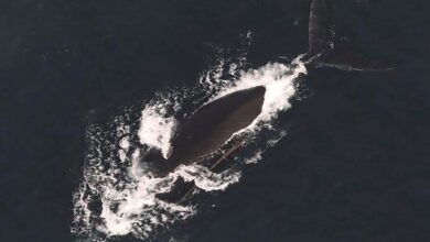 Third entangled endangered whale spotted in span of a week off East Coast