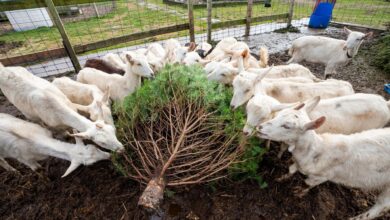 Christmas trees can be recycled to help curb beach erosion, nourish soil, give habitat to wildlife