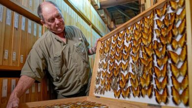 A butterfly collector in Africa with more than 4.2 million seeks to share them for the future