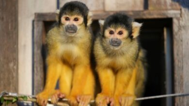 London Zoo’s residents are counted in their annual stocktake, including 2 baby gorillas