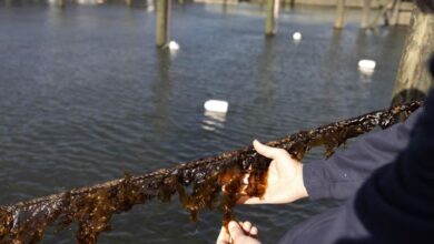 Oyster Bay, nonprofit team up to highlight the benefits of kelp farming