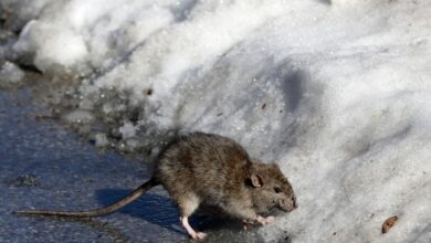 Cold snap chills New York City’s rats, and heats up the fight against them