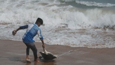 Authorities ramp up efforts to protect sea turtles as deaths on India’s shores continue to mount