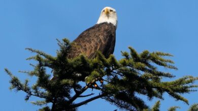 American bald eagles are having a moment, ecologically and culturally