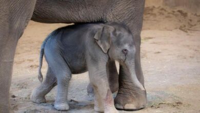 The Oregon Zoo welcomes a new baby elephant