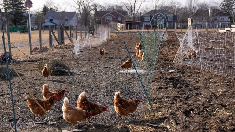 Can suspending a cage-free egg law solve the soaring price problem? Nevada takes a crack at it