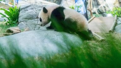 Hong Kong residents compete to name twin panda cubs who just turned 6 months old