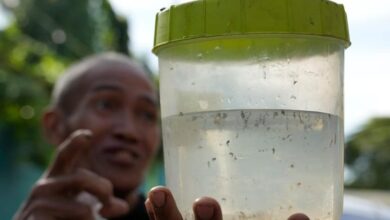 Philippine village battles dengue by offering bounties for mosquitos — dead or alive