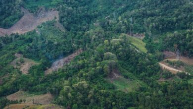 UN talks end in Rome with nations backing 0 billion a year plan to protect nature