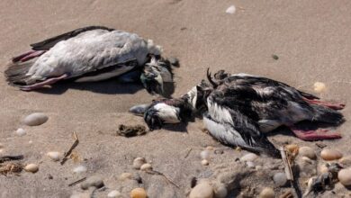 Reports of avian flu cases rising throughout Long Island and New York state