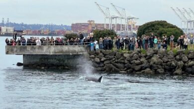 Killer whales amaze Seattle onlookers with a rarely seen bird hunt