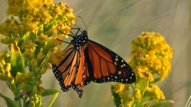 Bye, bye butterfly? Study shows numbers falling in U.S. but Long Island preservationist is trying to stop trend