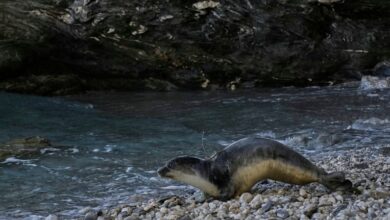 The cute whiskers are back on. Rare Mediterranean monk seals are cared for in a Greek rehab center