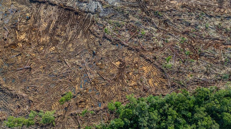 World’s largest deforestation project fells forests for bioethanol fuel, sugar and rice in Indonesia